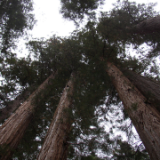 sequoias